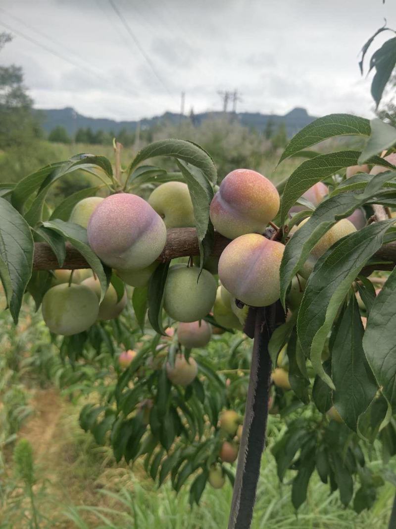 半边红脱骨翠囗感翠甜量大价优电商货源基地直供