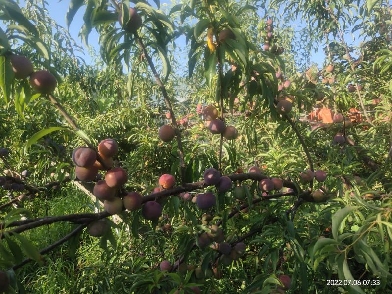 半边红脱骨翠囗感翠甜量大价优电商货源基地直供