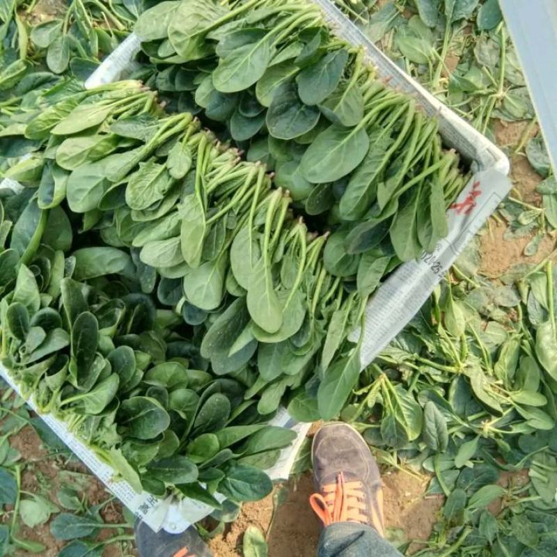 山东惠民瑞丰源果蔬代办，精品菠菜，捆把菠菜，框装，