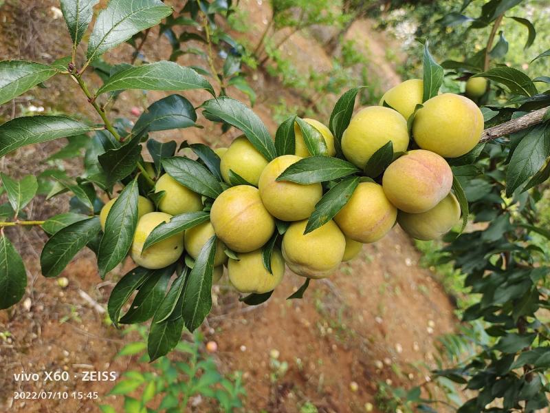 香脆李