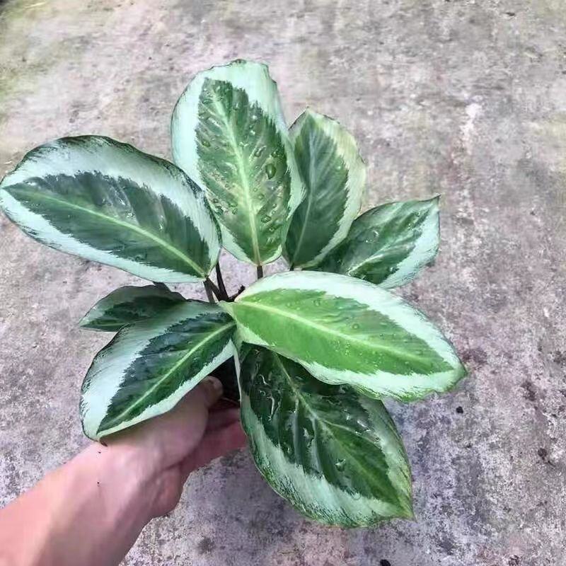 青莲竹芋盆栽北欧风网红绿植室内客厅净化空气花期长观叶观花