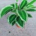 青莲竹芋盆栽北欧风网红绿植室内客厅净化空气花期长观叶观花