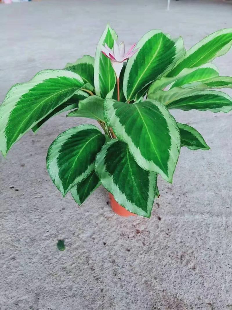 青莲竹芋盆栽北欧风网红绿植室内客厅净化空气花期长观叶观花