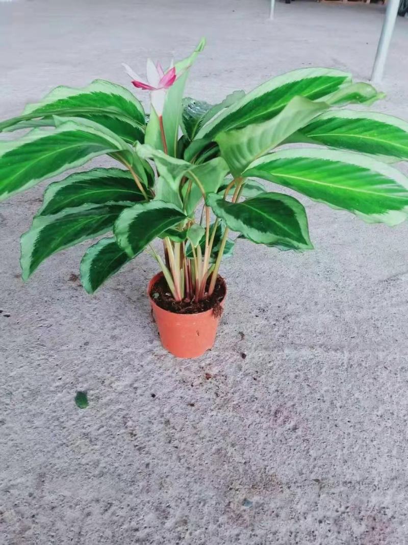 青莲竹芋盆栽北欧风网红绿植室内客厅净化空气花期长观叶观花