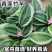 青莲竹芋盆栽北欧风网红绿植室内客厅净化空气花期长观叶观花