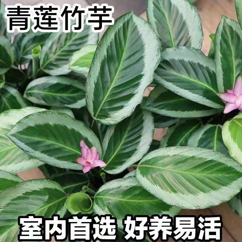 青莲竹芋盆栽北欧风网红绿植室内客厅净化空气花期长观叶观花