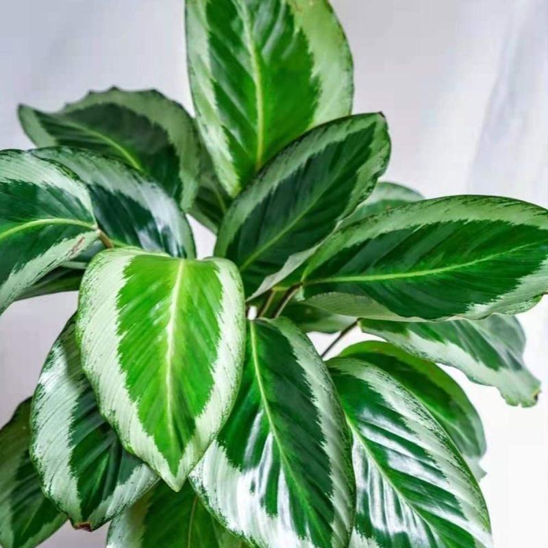 青莲竹芋盆栽北欧风网红绿植室内客厅净化空气花期长观叶观花