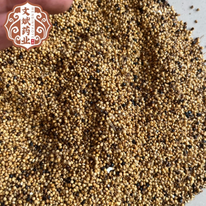 【炒谷芽】谷芽。干净无杂质正品低价促销文斌药业