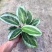 青莲竹芋盆栽北欧风网红绿植室内客厅净化空气花期长观叶观花