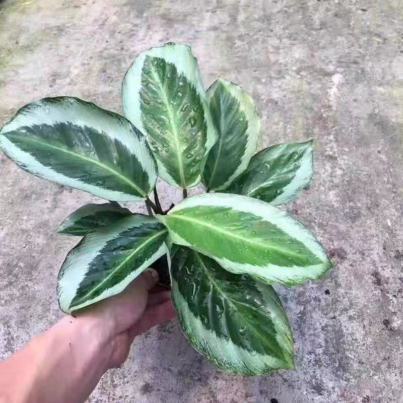 青莲竹芋盆栽北欧风网红绿植室内客厅净化空气花期长观叶观花