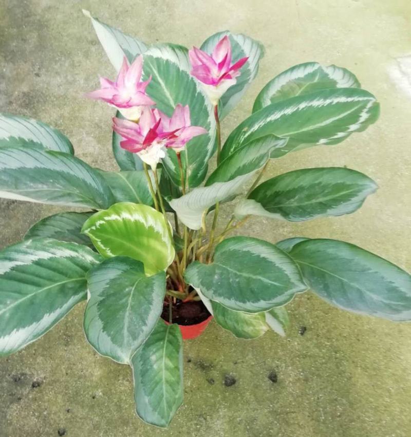 青莲竹芋盆栽北欧风网红绿植室内客厅净化空气花期长观叶观花