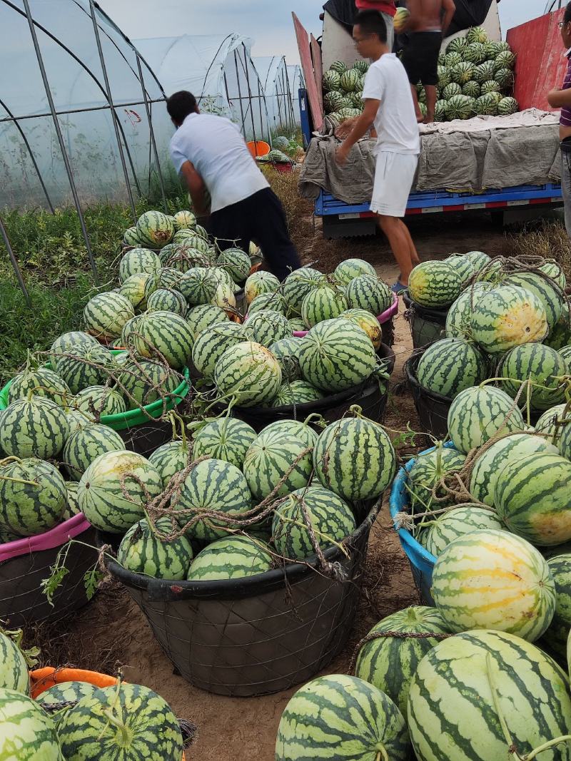 美都二茬直秧苗，大量上市，个头均匀，皮毛漂亮