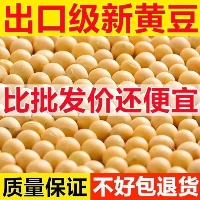 黄豆