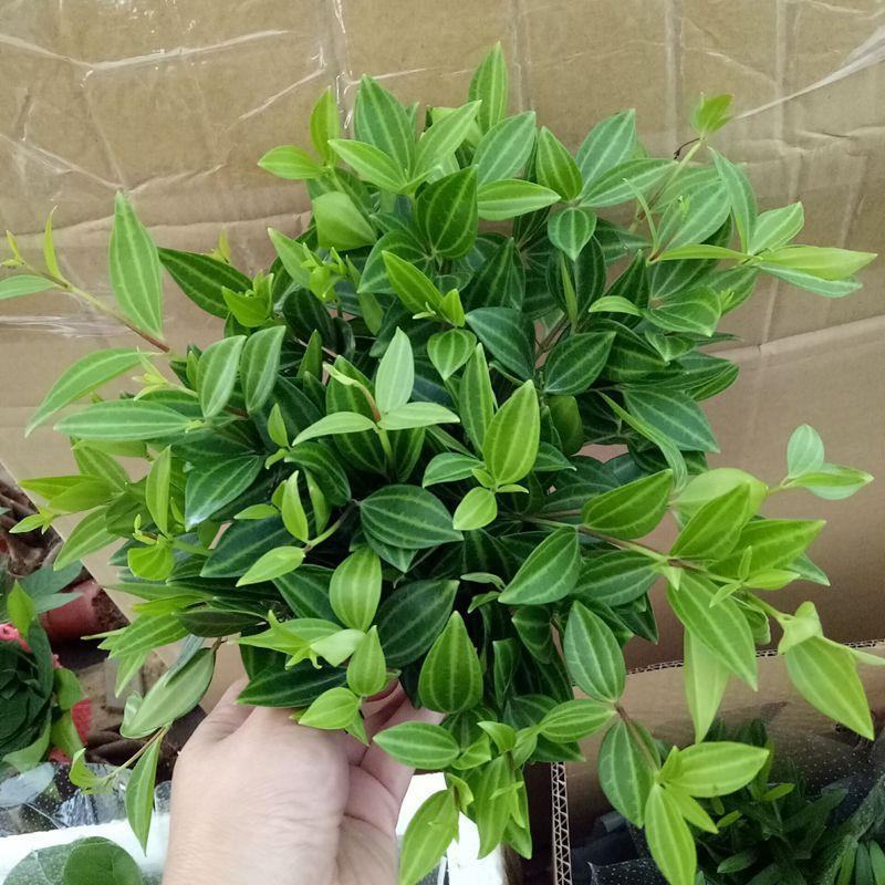 钻石翡翠植物吊兰盆栽室内吸甲醛花水培绿植垂吊花卉观花植物