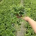 钻石翡翠植物吊兰盆栽室内吸甲醛花水培绿植垂吊花卉观花植物
