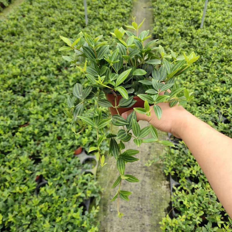 钻石翡翠植物吊兰盆栽室内吸甲醛花水培绿植垂吊花卉观花植物