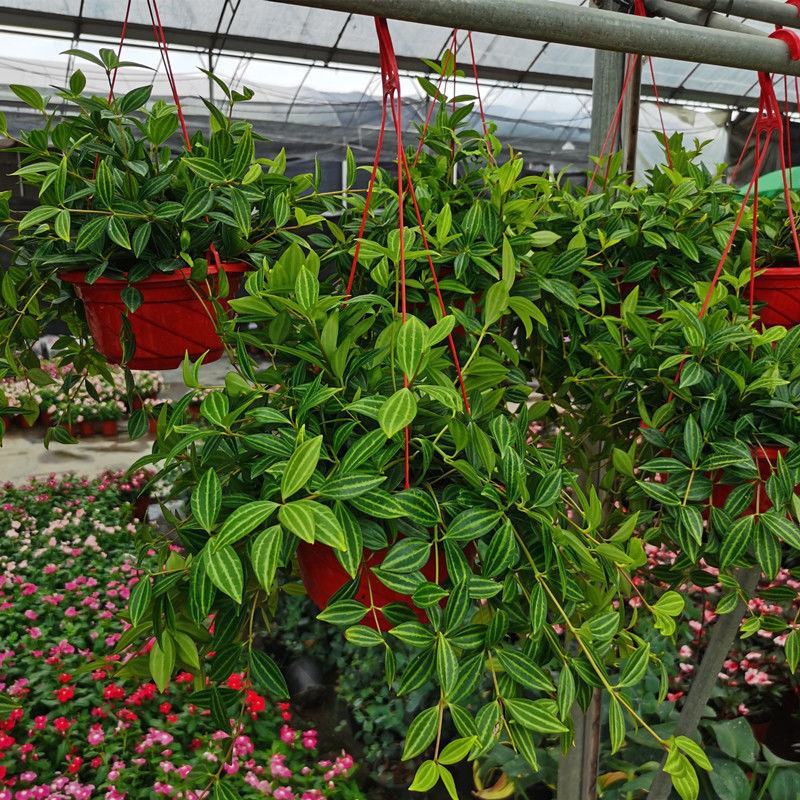 钻石翡翠植物吊兰盆栽室内吸甲醛花水培绿植垂吊花卉观花植物