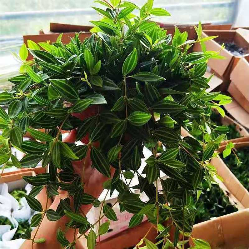 钻石翡翠植物吊兰盆栽室内吸甲醛花水培绿植垂吊花卉观花植物