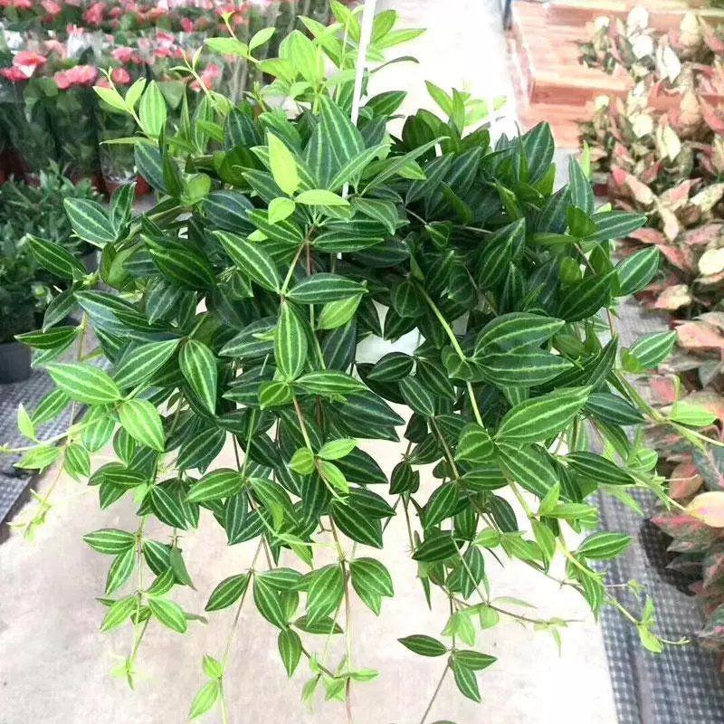钻石翡翠植物吊兰盆栽室内吸甲醛花水培绿植垂吊花卉观花植物