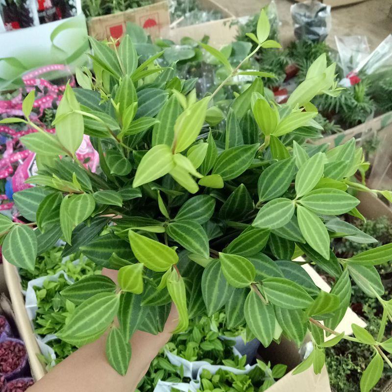 钻石翡翠植物吊兰盆栽室内吸甲醛花水培绿植垂吊花卉观花植物