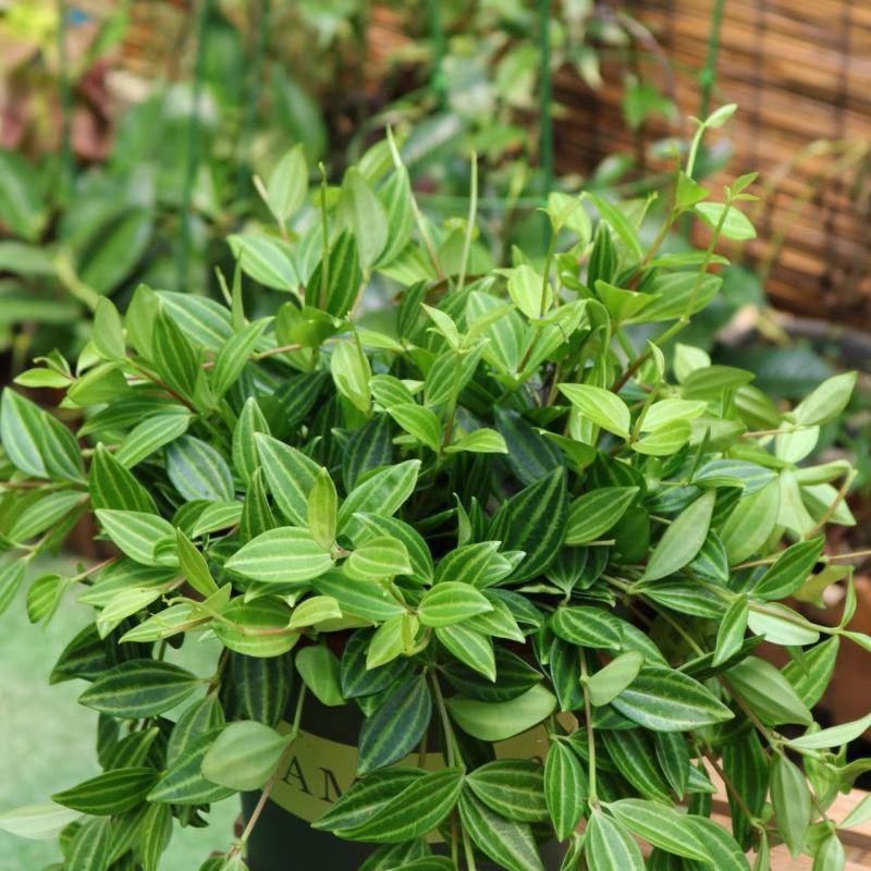 钻石翡翠植物吊兰盆栽室内吸甲醛花水培绿植垂吊花卉观花植物