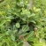 钻石翡翠植物吊兰盆栽室内吸甲醛花水培绿植垂吊花卉观花植物