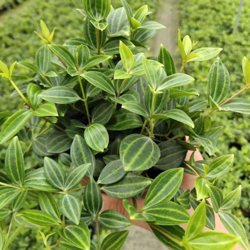 钻石翡翠植物吊兰盆栽室内吸甲醛花水培绿植垂吊花卉观花植物