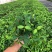 钻石翡翠植物吊兰盆栽室内吸甲醛花水培绿植垂吊花卉观花植物