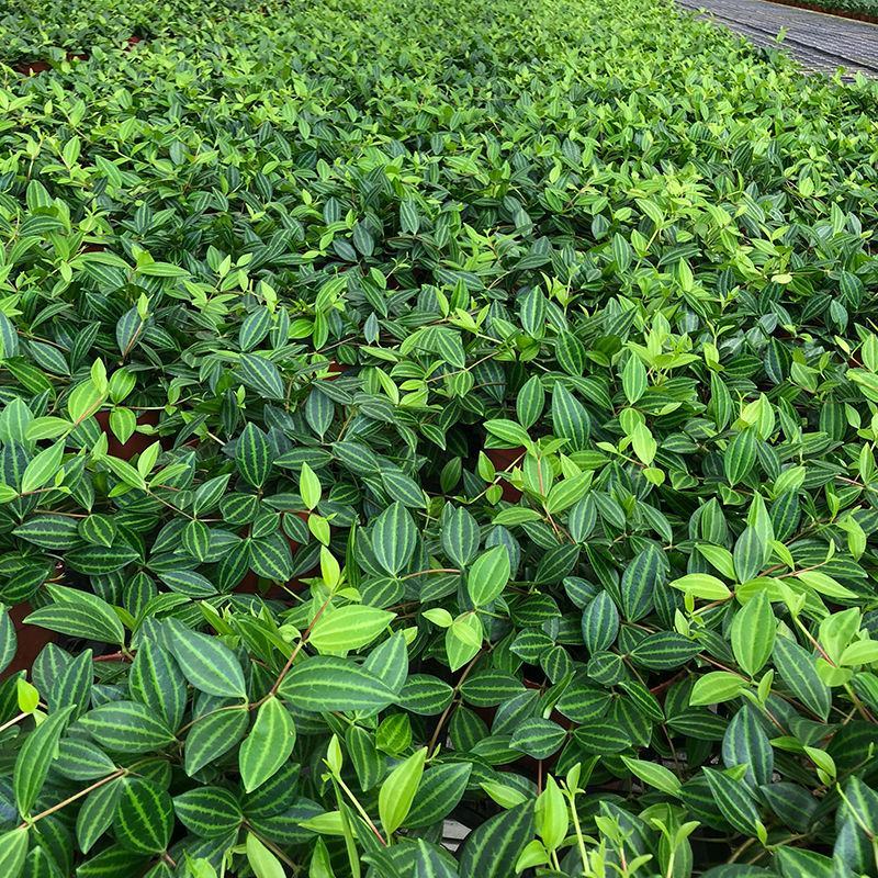 钻石翡翠植物吊兰盆栽室内吸甲醛花水培绿植垂吊花卉观花植物