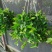 钻石翡翠植物吊兰盆栽室内吸甲醛花水培绿植垂吊花卉观花植物