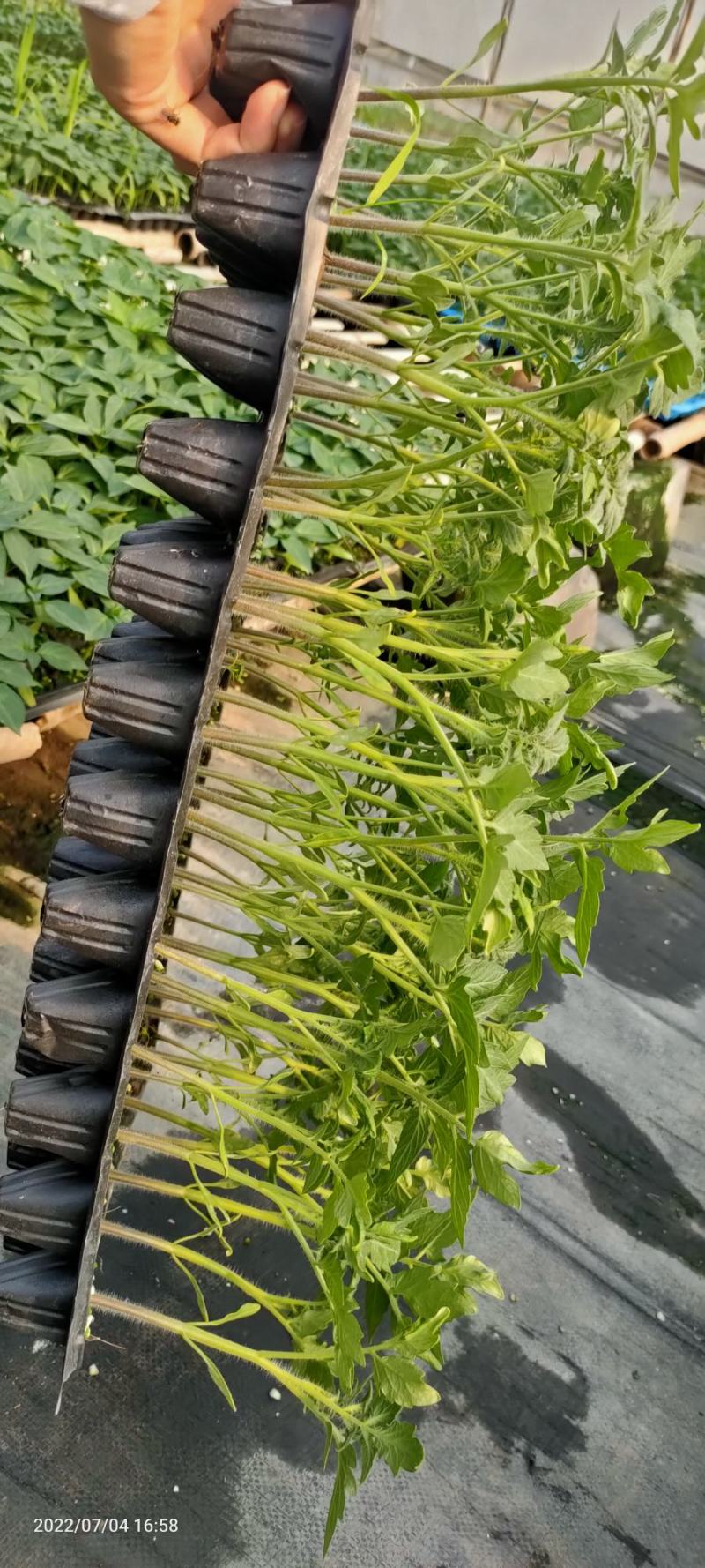 包邮，【推荐】粉色圣女果苗粉千禧抗病毒千禧高糖度。