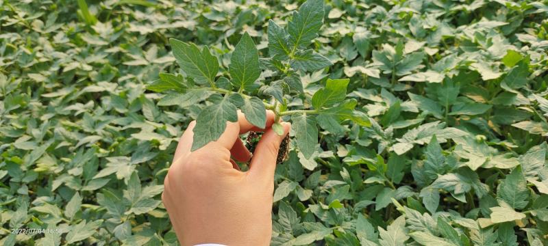 包邮，【推荐】粉色圣女果苗粉千禧抗病毒千禧高糖度。