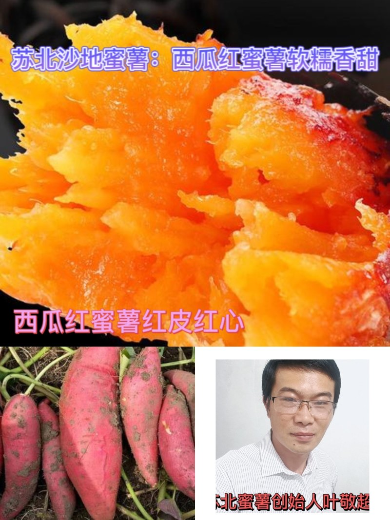 江苏宿迁沙地西瓜红蜜薯，精品红薯合作社原产地直发