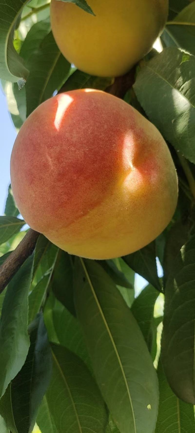 毛桃中盘桃！油桃