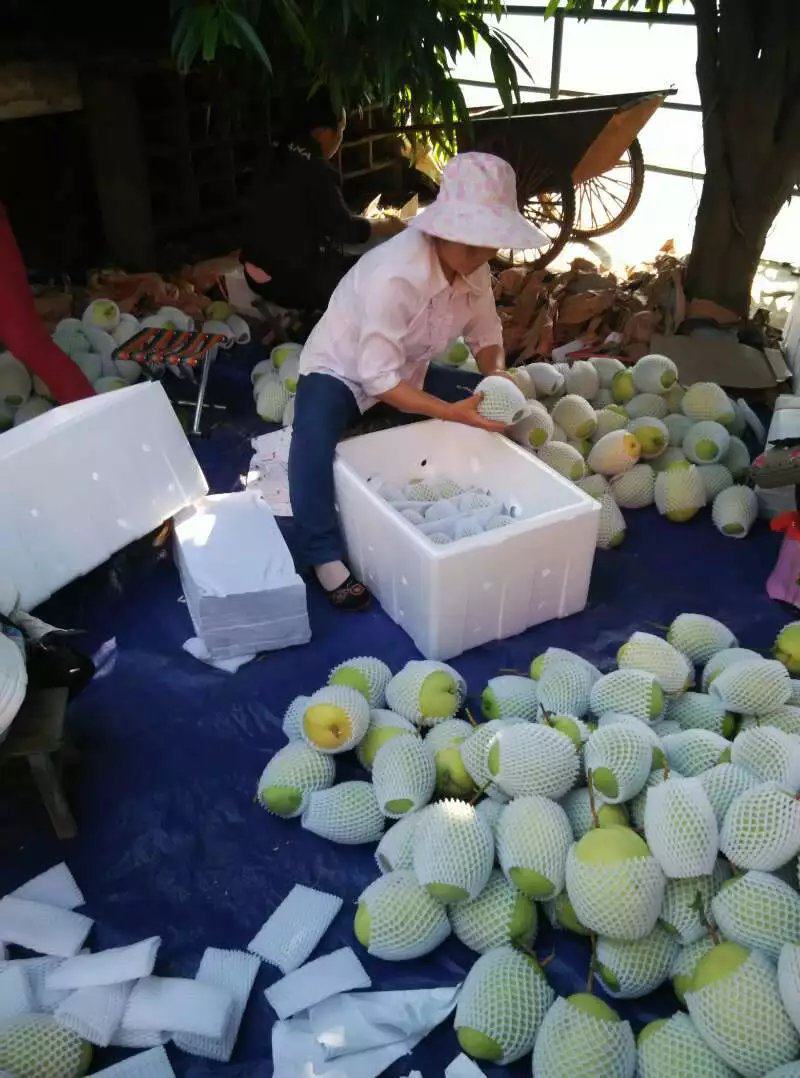 凯特网袋果2022年四川攀枝花凯特芒果大芒果香甜可口