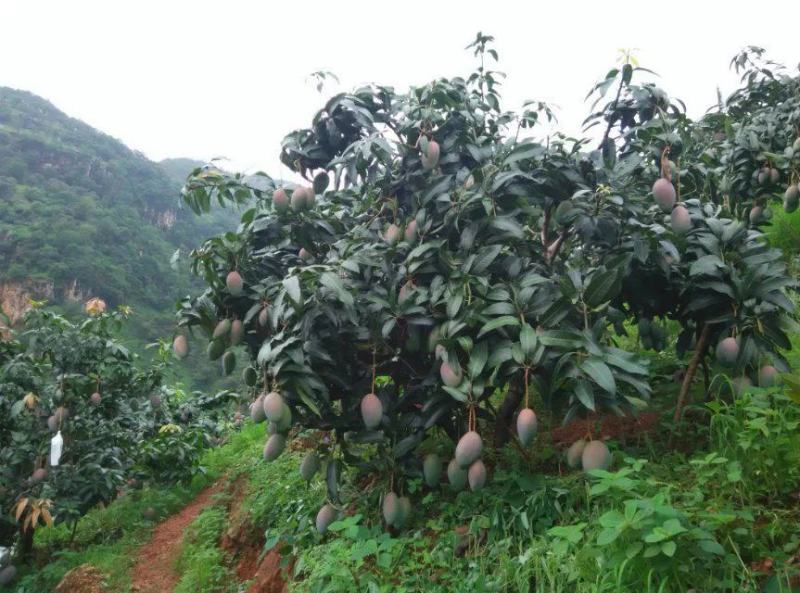 凯特网袋果2022年四川攀枝花凯特芒果大芒果香甜可口