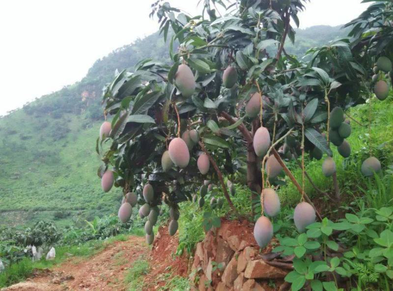 凯特网袋果2022年四川攀枝花凯特芒果大芒果香甜可口