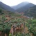 凯特网袋果2022年四川攀枝花凯特芒果大芒果香甜可口
