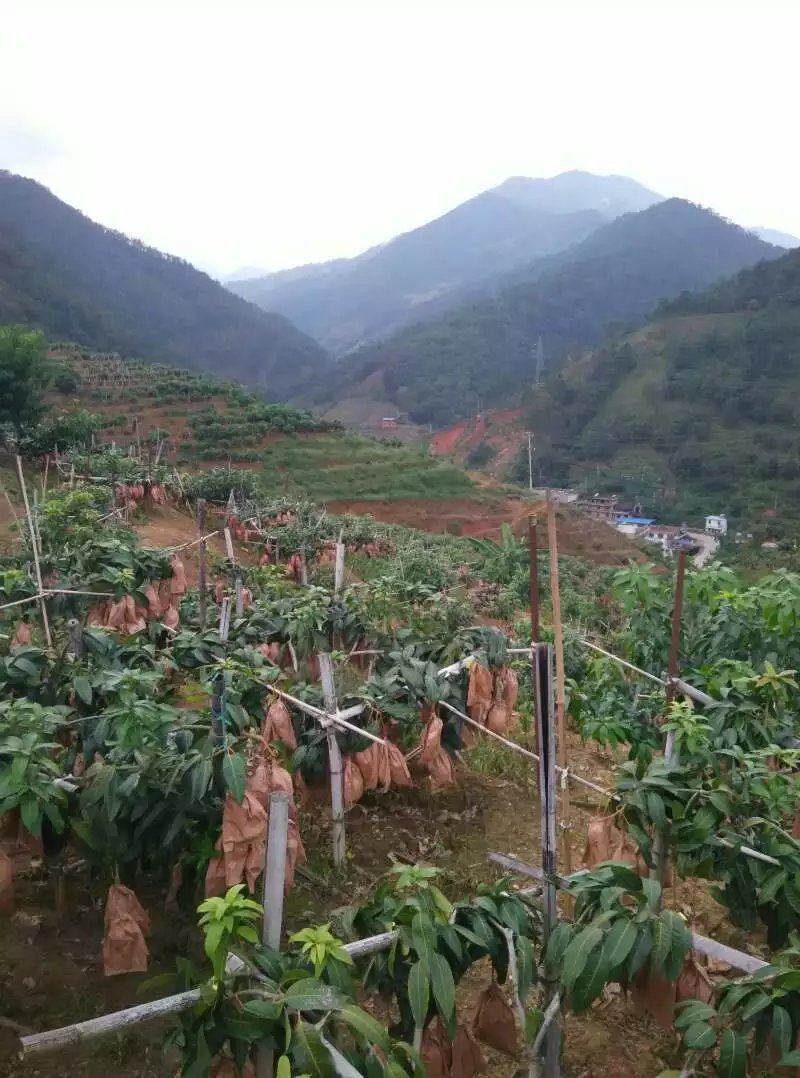 凯特网袋果2022年四川攀枝花凯特芒果大芒果香甜可口