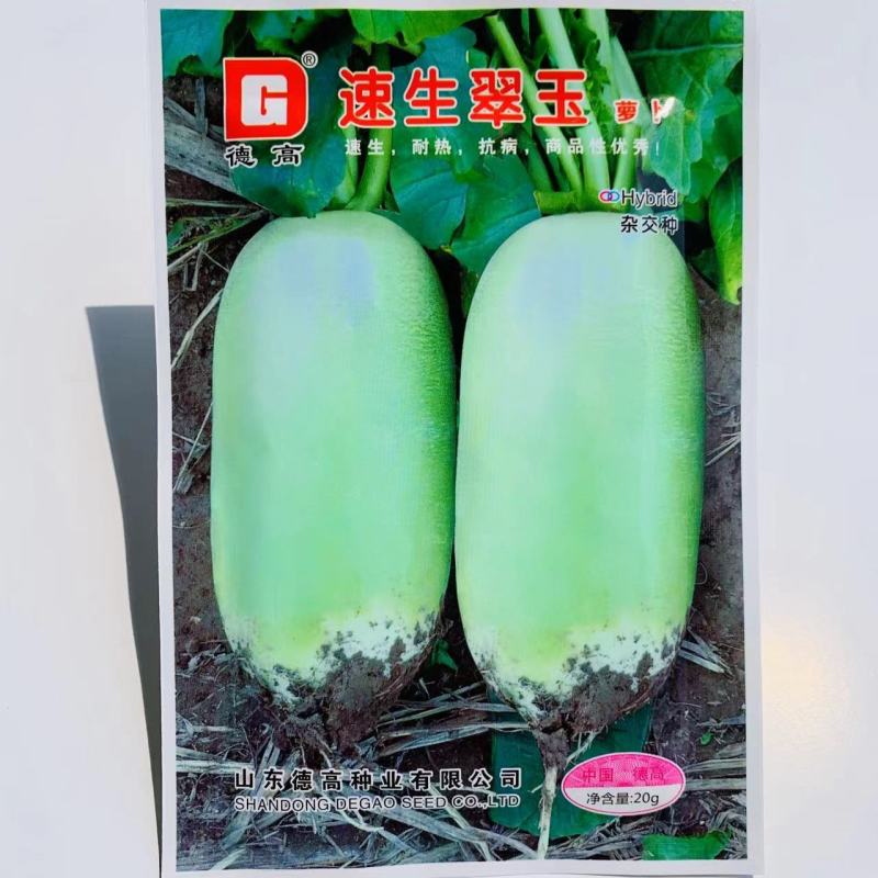 速生翠玉萝卜种子耐热抗病脆嫩多汁青萝卜种子水果萝卜
