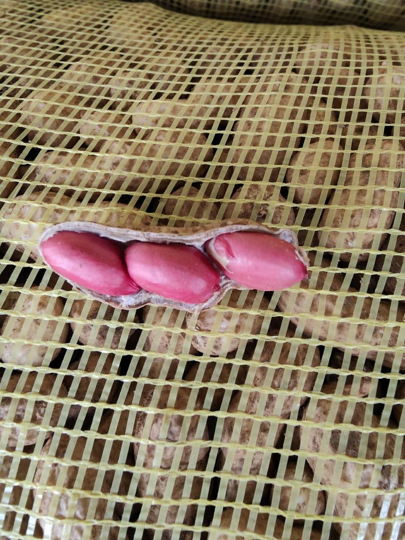 河南四粒红鲜花生籽粒饱满保质保量电商市场超市代办代发