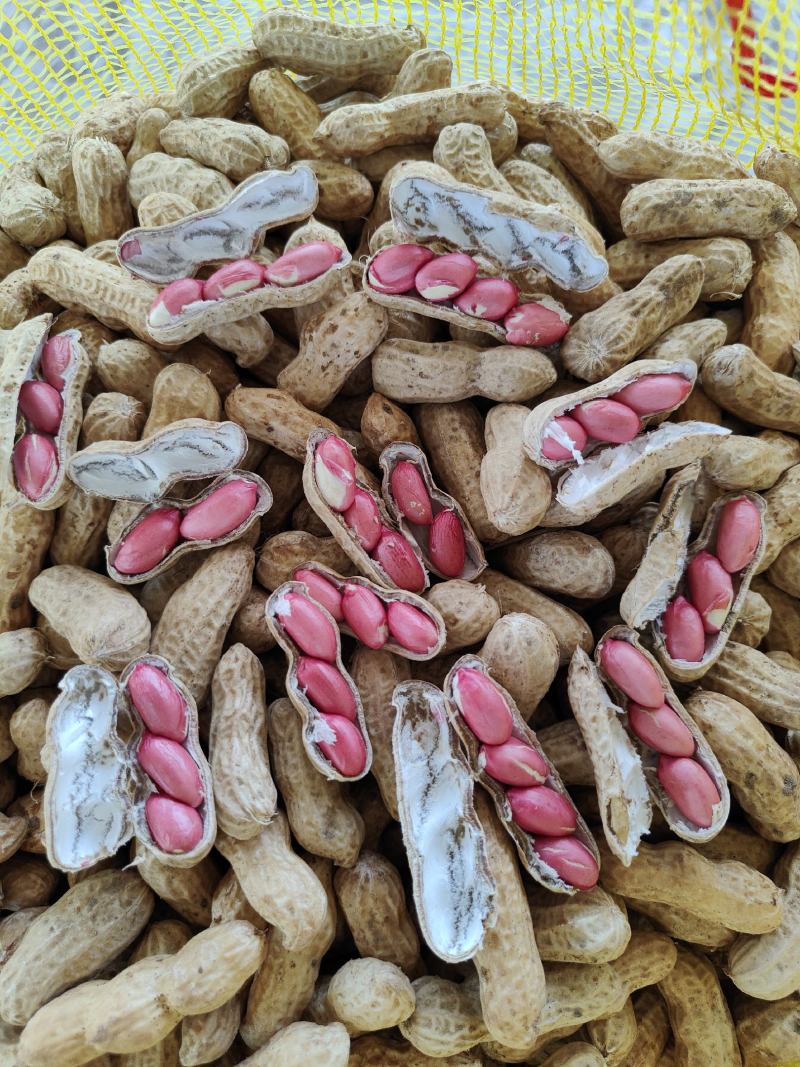 河南四粒红鲜花生籽粒饱满保质保量电商市场超市代办代发