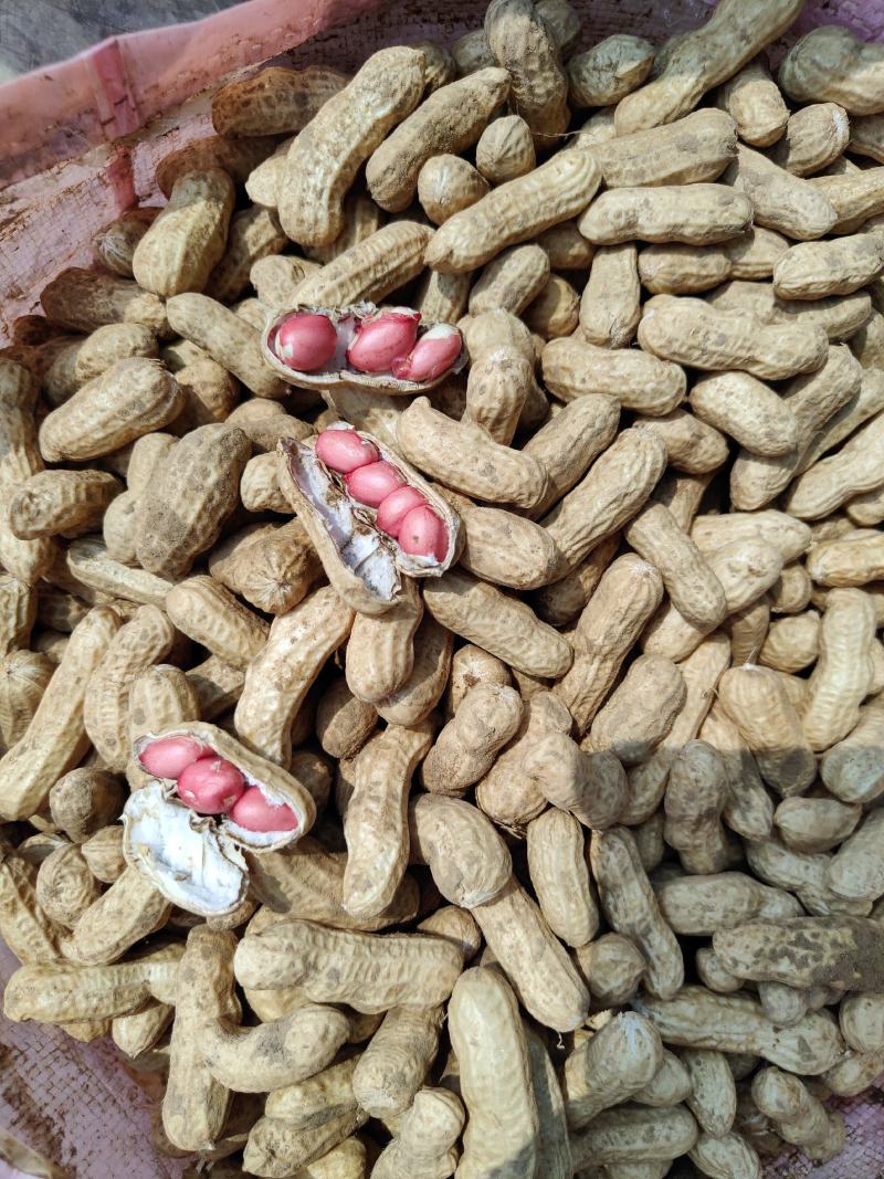 河南四粒红鲜花生籽粒饱满保质保量电商市场超市代办代发