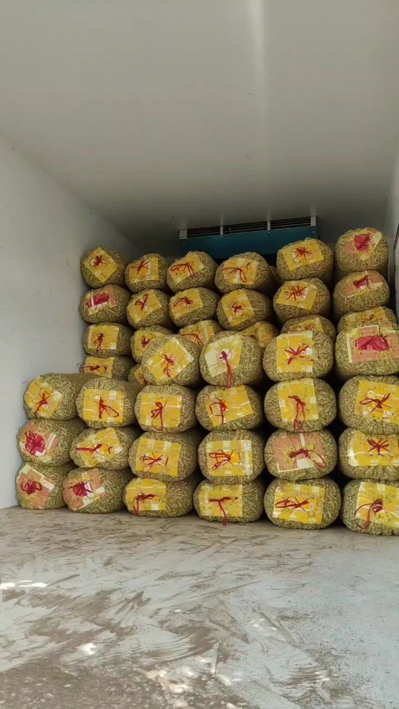 河南四粒红鲜花生籽粒饱满保质保量电商市场超市代办代发