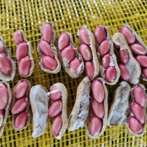 精品四粒红鲜花生过筛子手选果，保质保量发货，电商市场档口