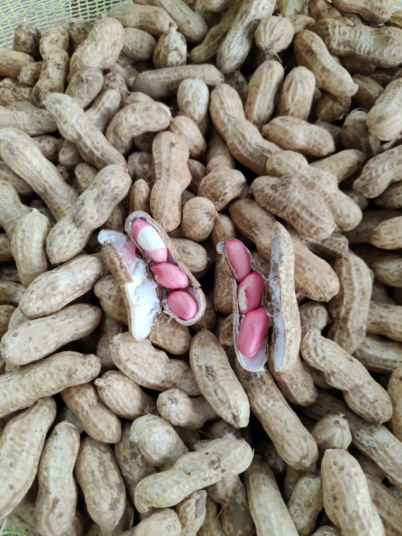 精品四粒红鲜花生过筛子手选果，保质保量发货，电商市场档口