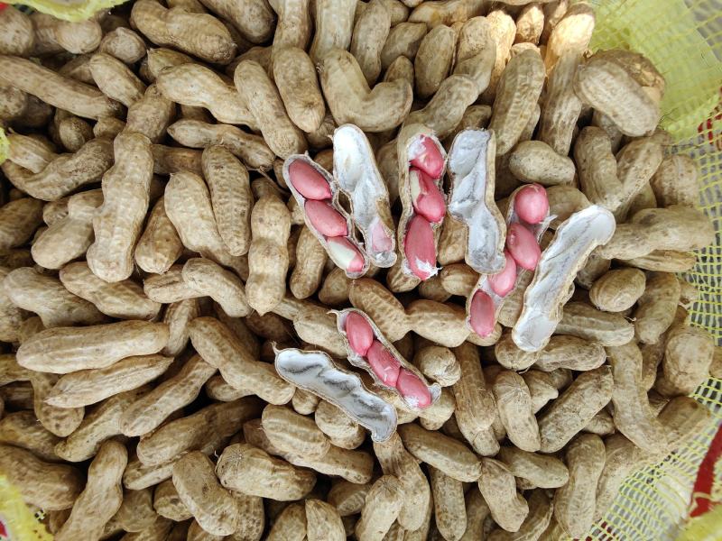精品四粒红鲜花生过筛子手选果，保质保量发货，电商市场档口