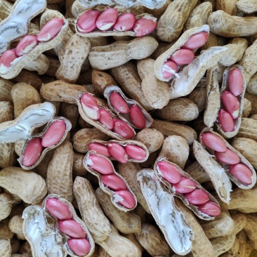 河南鲜花生，精品四粒红花生籽粒饱满保质保量商超市场量大