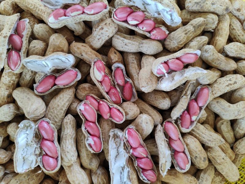 河南鲜花生，精品四粒红花生籽粒饱满保质保量商超市场量大