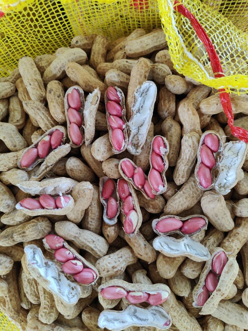 河南鲜花生，精品四粒红花生籽粒饱满保质保量商超市场量大